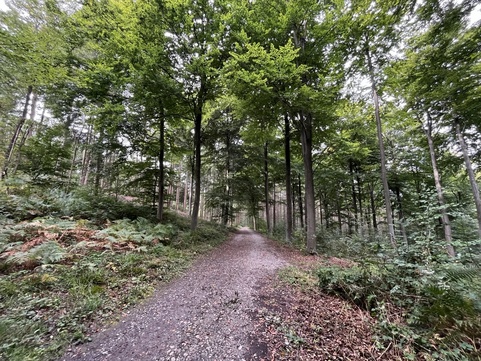 28 décembre 2025 🥾 Randonnée Boeïte 🇧🇪 Namur, le plateau et la confluence 🎄 – Image 2