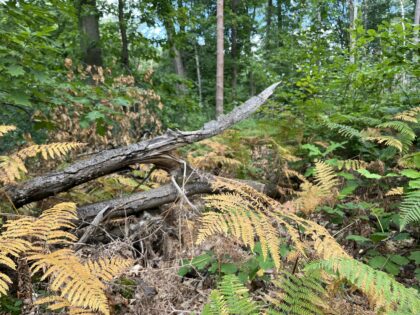 25 octobre 2026 🥾 Randonnée Capitale 🎒 Arboretum ? Arbres en automne !