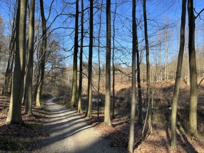31 janvier 2027 🥾 Randonnée Capitale 🎒 En Forêt, tout se soigne : c'est la Forêt de Soignes !