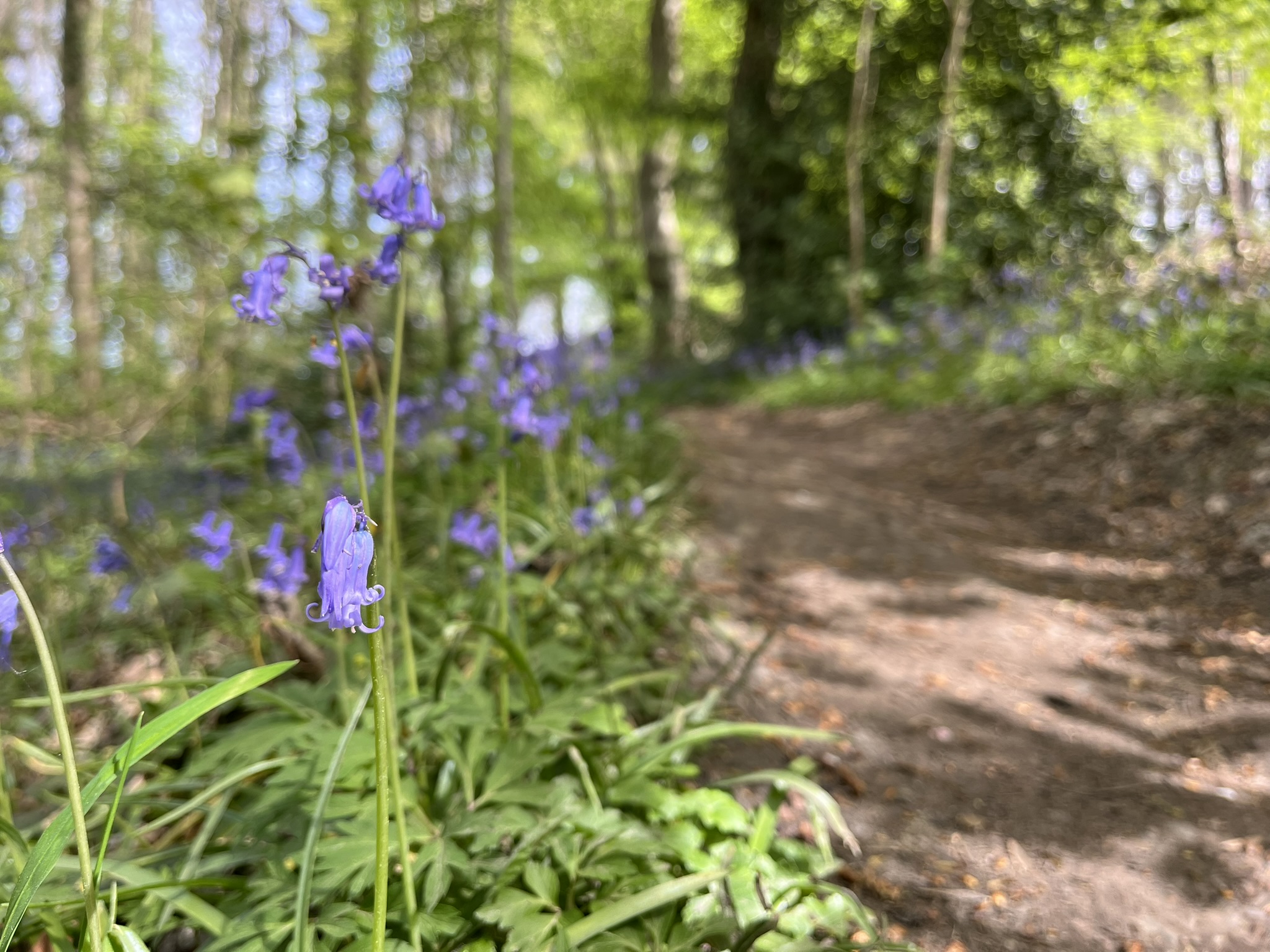 25 avril 2027 🥾 Randonnée Découverte 🧭 Au Pays des Collines, le Printemps prends racine – Image 2